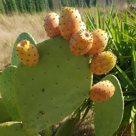 La Limonaia *
