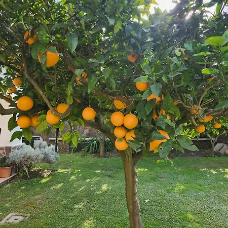 La Limonaia *